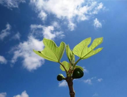 Per fare qualcosa di grande… germoglio contro cielo blu